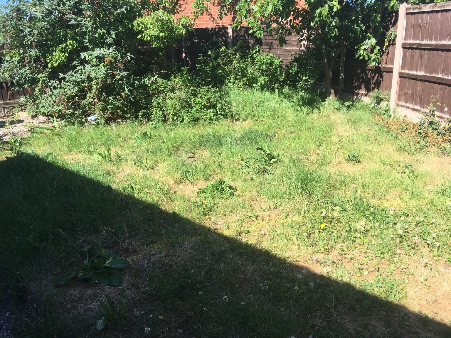 Neglected lawn before landscaping